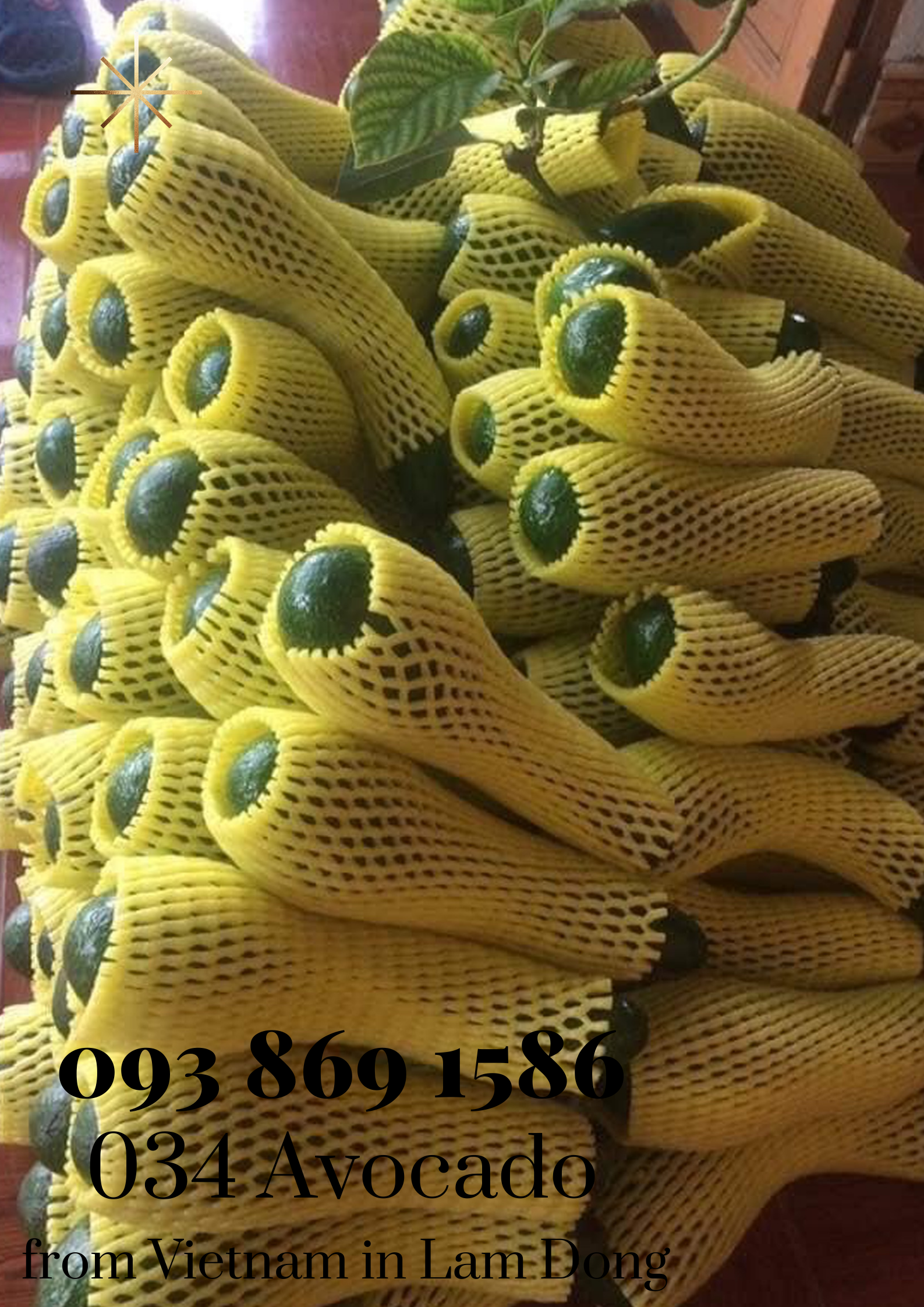  034 Avocado from Vietnam in Lam Dong for export