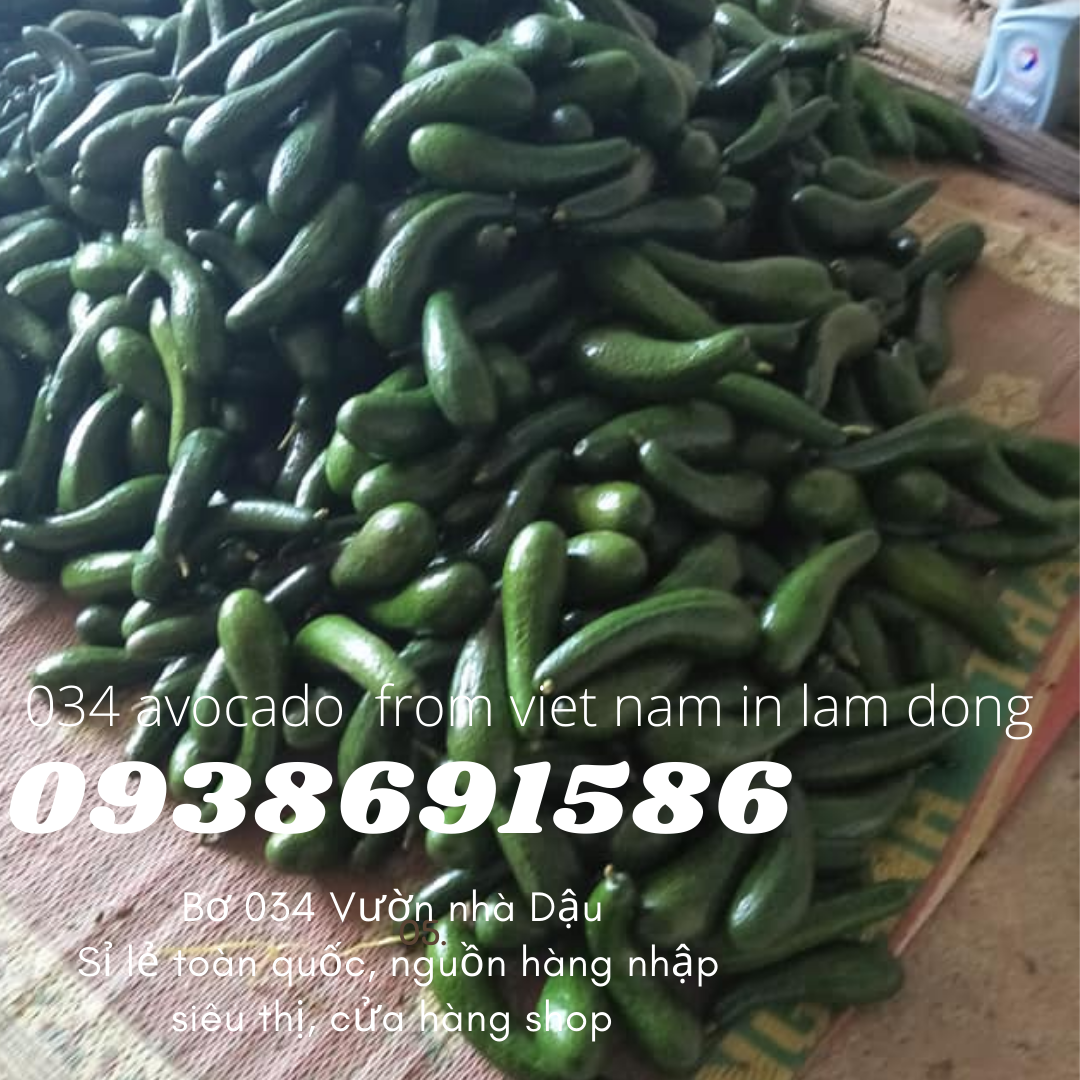034 Avocado from Vietnam in Lam Dong for export