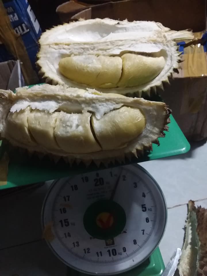 Sầu riêng óc khỉ (óc chó, Út Thủy)TPHCM rụng chín cây