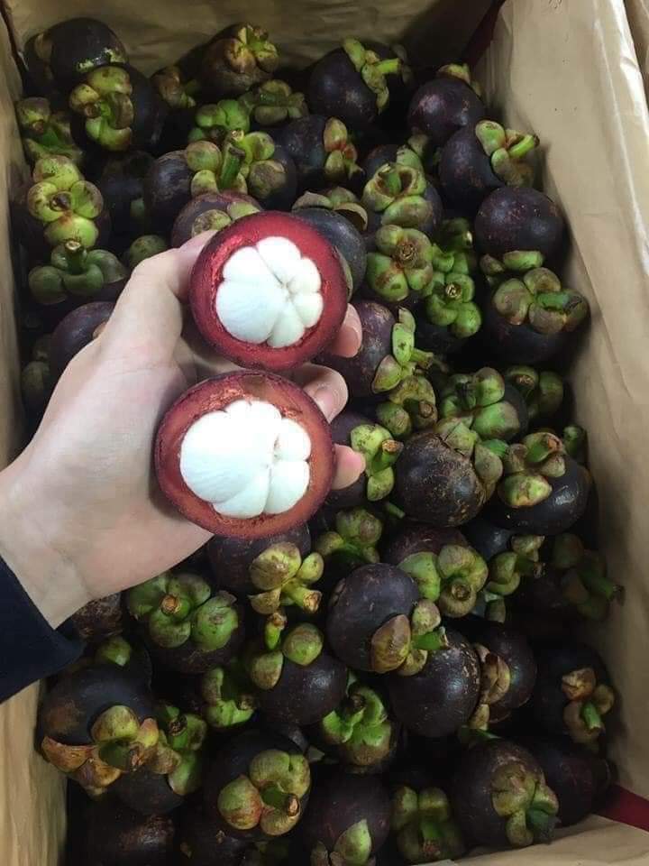 Măng cụt Quả măng cụt Mangosteen Nhà Vườn Tại Gia