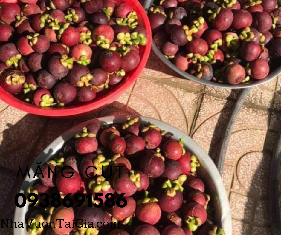 Măng cụt Quả măng cụt Mangosteen Nhà Vườn Tại Gia