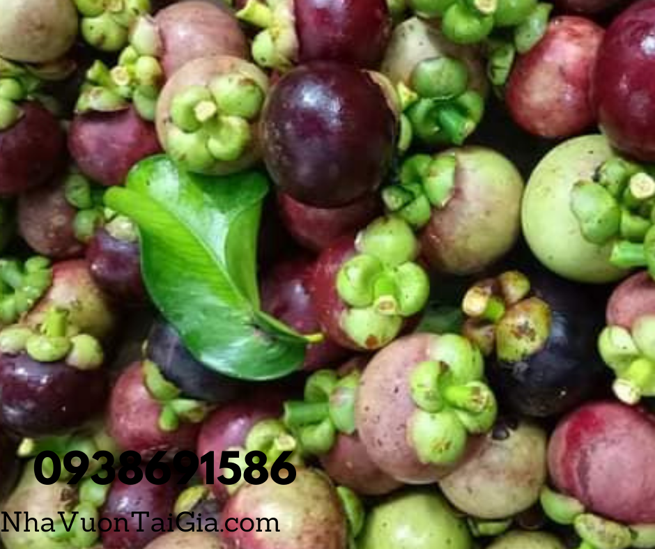 Măng cụt Quả măng cụt Mangosteen Nhà Vườn Tại Gia