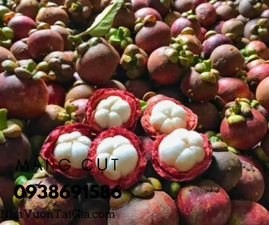 Măng cụt Quả măng cụt Mangosteen Nhà Vườn Tại Gia