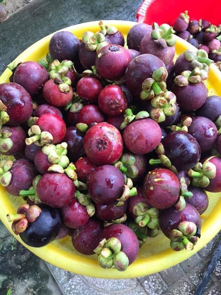 Măng cụt Quả măng cụt Mangosteen Nhà Vườn Tại Gia