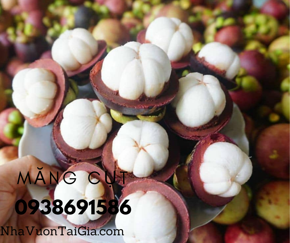 Măng cụt Quả măng cụt Mangosteen Nhà Vườn Tại Gia
