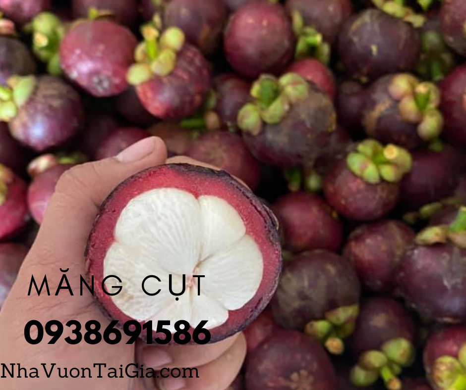 Măng cụt Quả măng cụt Mangosteen Nhà Vườn Tại Gia