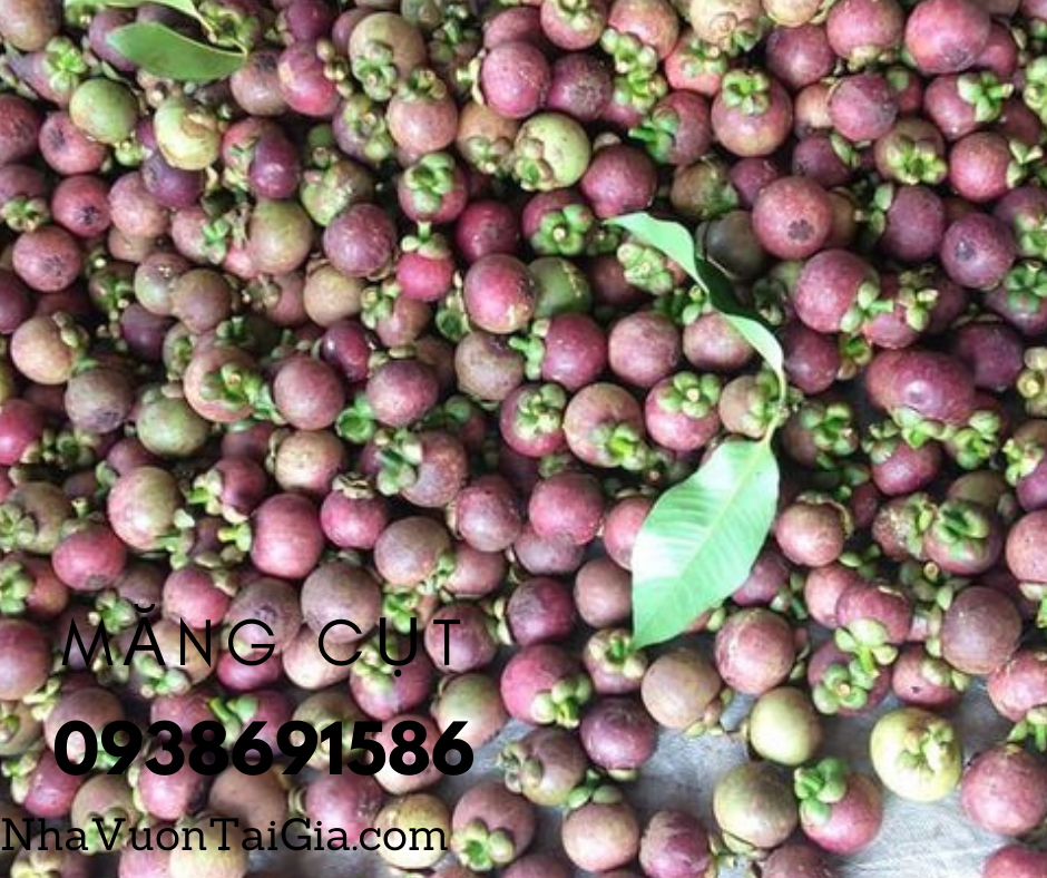 Măng cụt Quả măng cụt Mangosteen Nhà Vườn Tại Gia Măng cụt Quả măng cụt Mangosteen Nhà Vườn Tại Gia