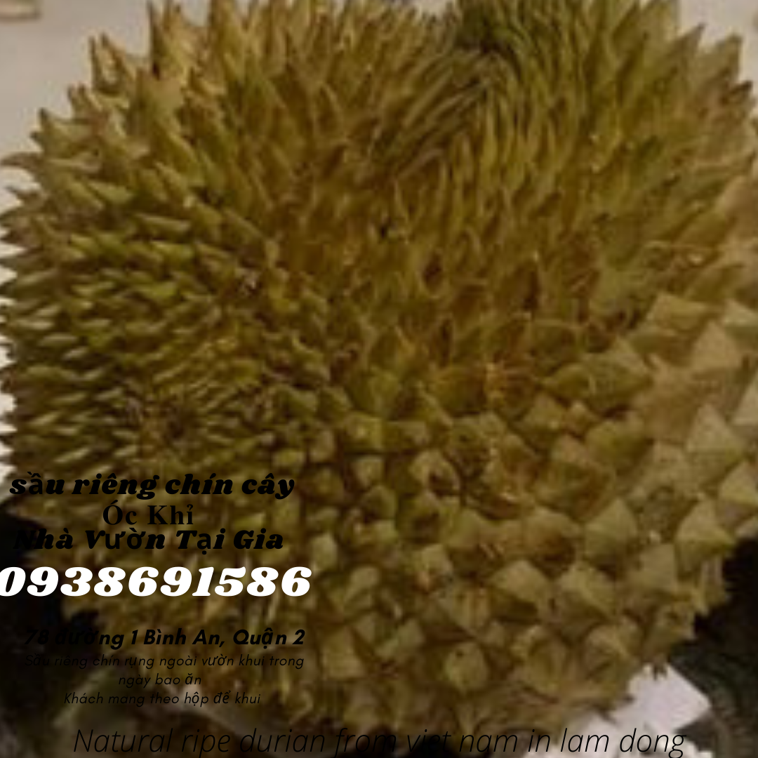 Sầu riêng óc khỉ (óc chó, Út Thủy)TPHCM rụng chín cây