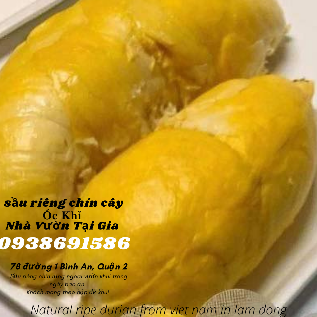 Sầu riêng óc khỉ (óc chó, Út Thủy)TPHCM rụng chín cây
