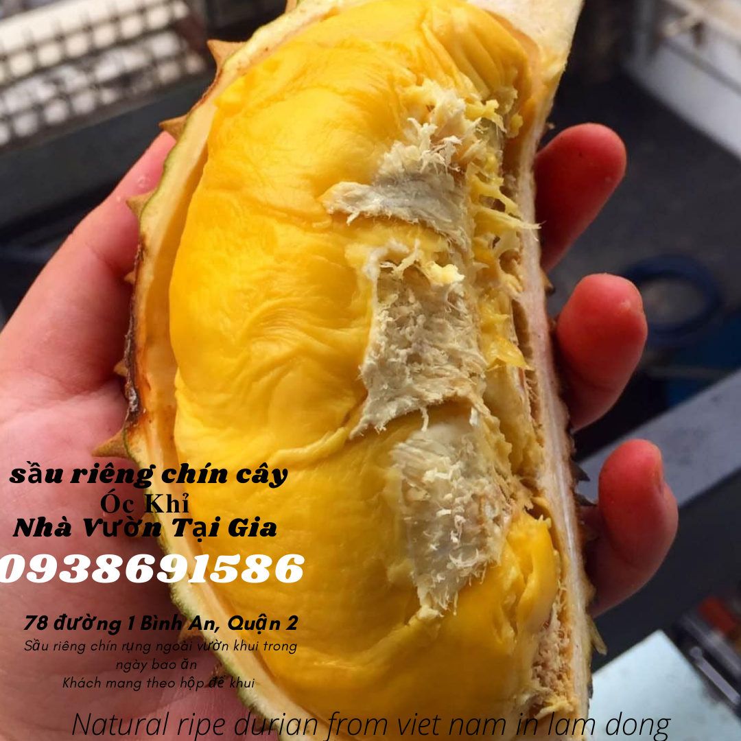 Sầu riêng óc khỉ (óc chó, Út Thủy)TPHCM rụng chín cây