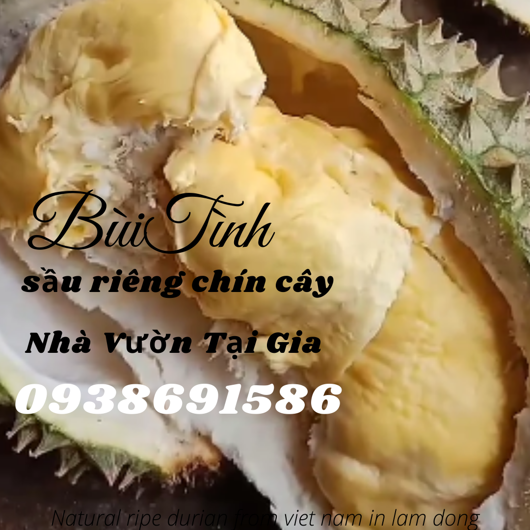 Sầu riêng óc khỉ (óc chó, Út Thủy)TPHCM rụng chín cây