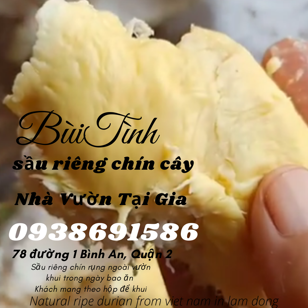 Sầu riêng óc khỉ (óc chó, Út Thủy)TPHCM rụng chín cây