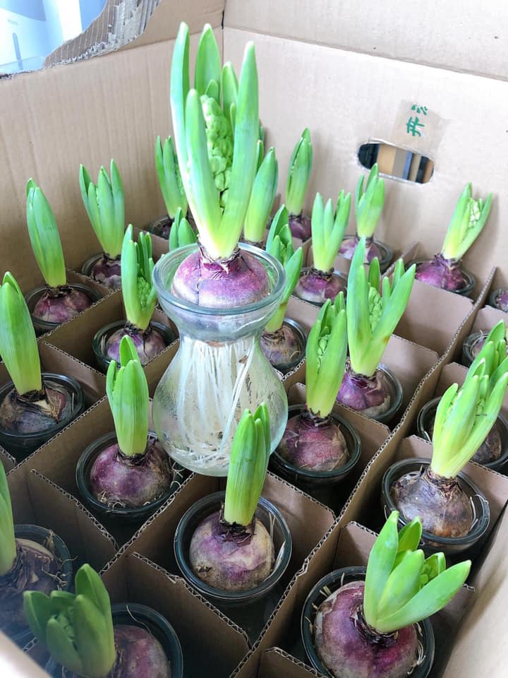Hoa Đà Lạt hoa ly,dơn, hoa cúc đà lạt nhiều màu cẩm chướng,hồng, rum,nhật quỳnh, cúc, vàng anh giá sỉ