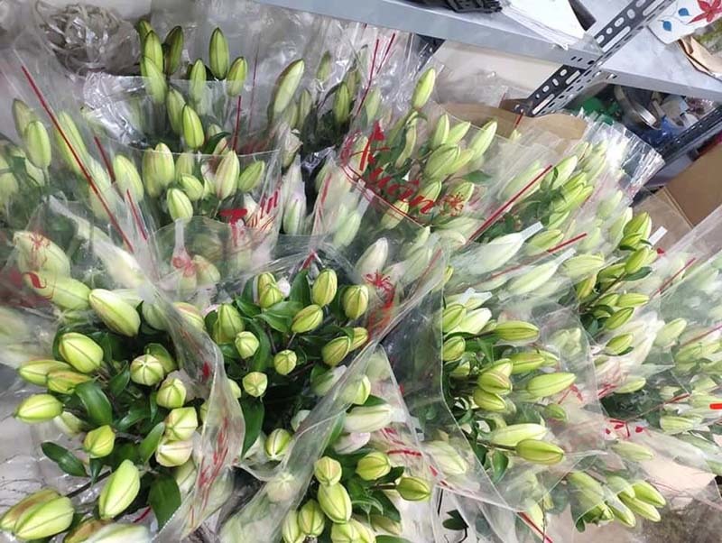 Hoa Đà Lạt hoa ly,dơn, hoa cúc đà lạt nhiều màu cẩm chướng,hồng, rum,nhật quỳnh, cúc, vàng anh giá sỉ