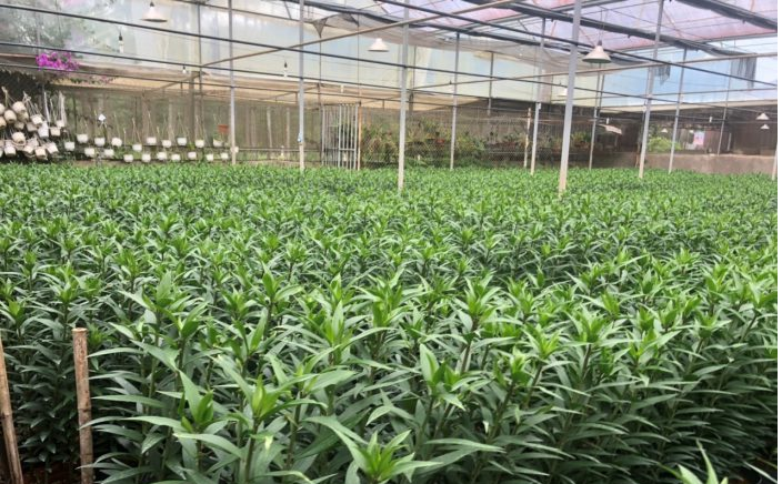 Hoa Đà Lạt hoa ly,dơn, hoa cúc đà lạt nhiều màu cẩm chướng,hồng, rum,nhật quỳnh, cúc, vàng anh giá sỉ