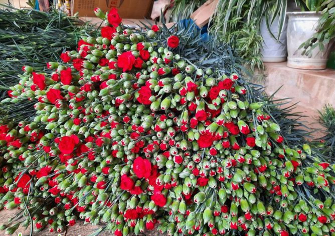 Hoa Đà Lạt hoa ly,dơn, hoa cúc đà lạt nhiều màu cẩm chướng,hồng, rum,nhật quỳnh, cúc, vàng anh giá sỉ