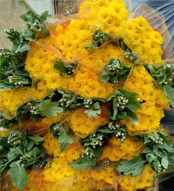 Hoa Đà Lạt hoa ly,dơn, hoa cúc đà lạt nhiều màu cẩm chướng,hồng, rum,nhật quỳnh, cúc, vàng anh giá sỉ