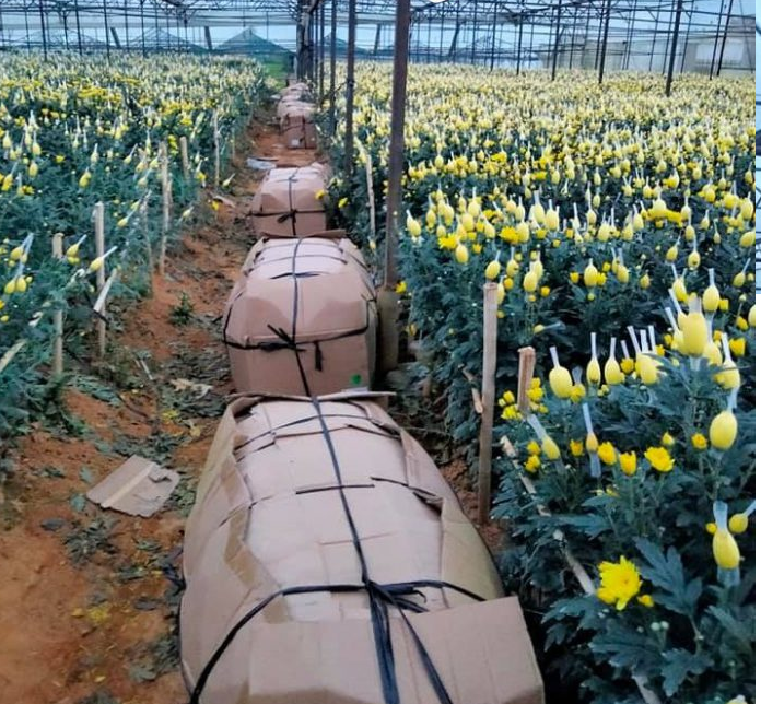 Hoa Đà Lạt hoa ly,dơn, hoa cúc đà lạt nhiều màu cẩm chướng,hồng, rum,nhật quỳnh, cúc, vàng anh giá sỉ