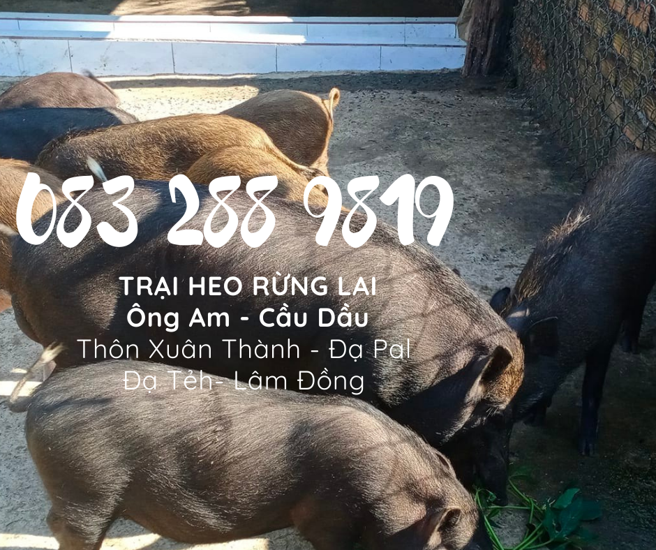 Giá heo rừng lai F1, heo con giống, heo thịt làm heo quay