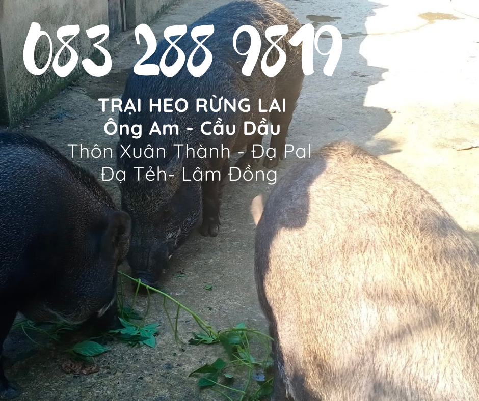 Giá heo rừng lai F1, heo con giống, heo thịt làm heo quay
