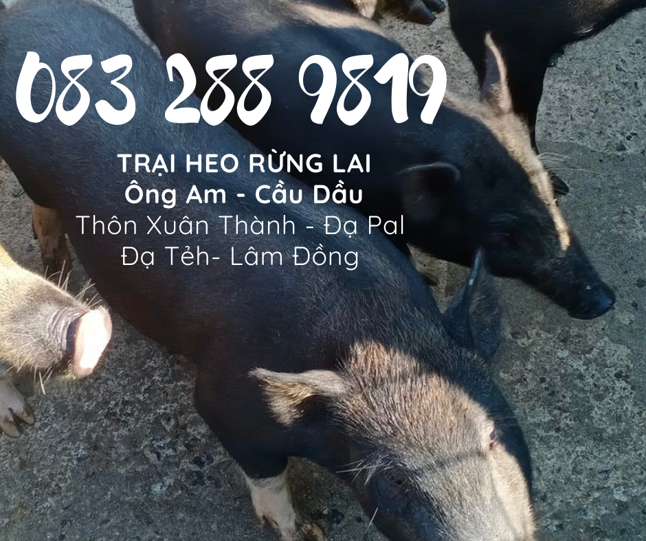 Giá heo rừng lai F1, heo con giống, heo thịt làm heo quay