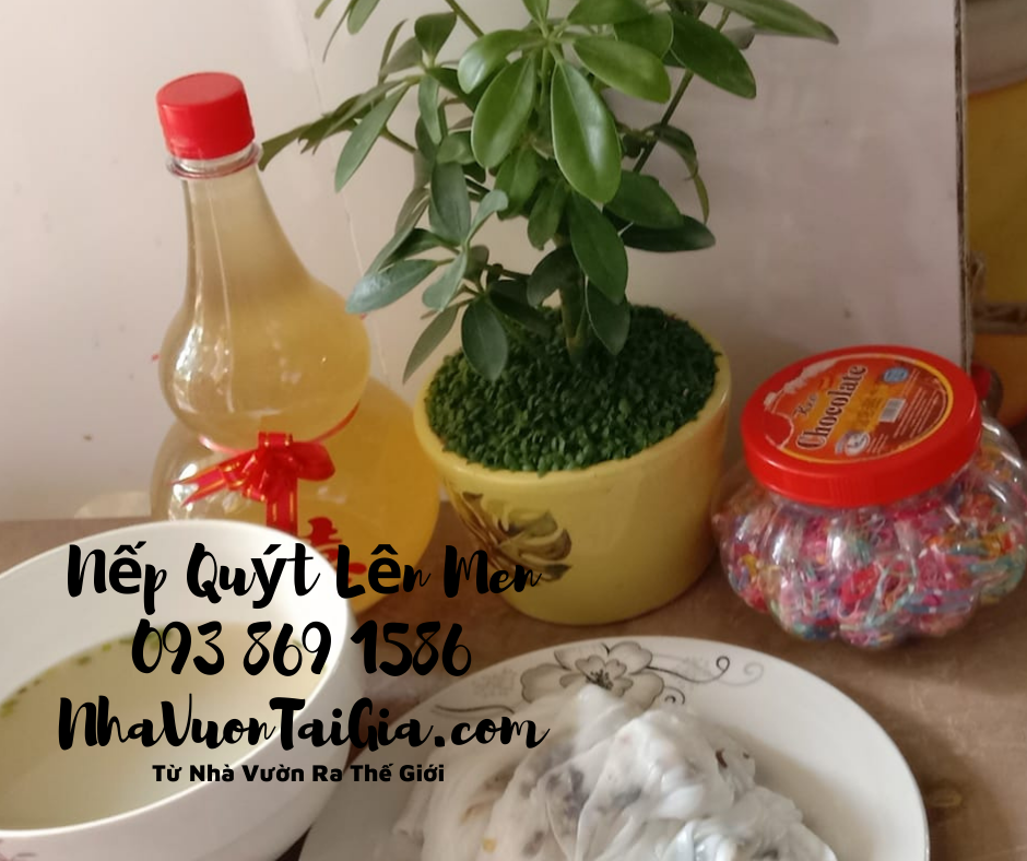 Nếp Quýt Đạ Tẻh Lâm Đồng lên men vắt không xay bã từ Nhà Vườn Ra Thế Giới