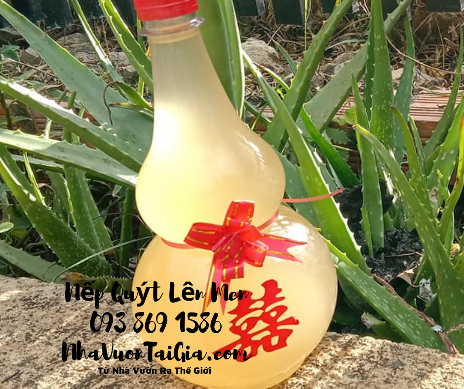 Nếp Quýt Đạ Tẻh Lâm Đồng lên men vắt không xay bã từ Nhà Vườn Ra Thế Giới