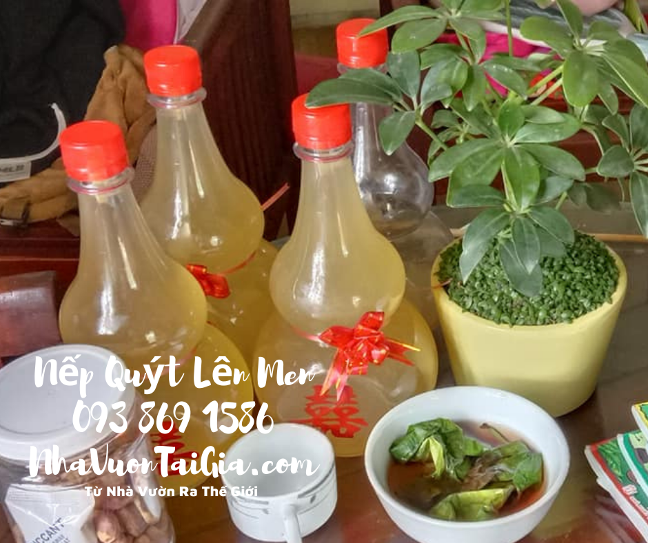 Nếp Quýt Đạ Tẻh Lâm Đồng lên men vắt không xay bã từ Nhà Vườn Ra Thế Giới