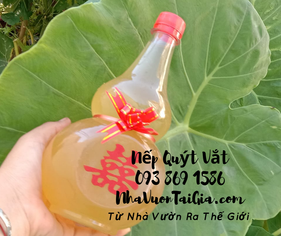 Nếp quýt vắt lên men quà tặng phụ nữ thanh xuân tỉnh thức