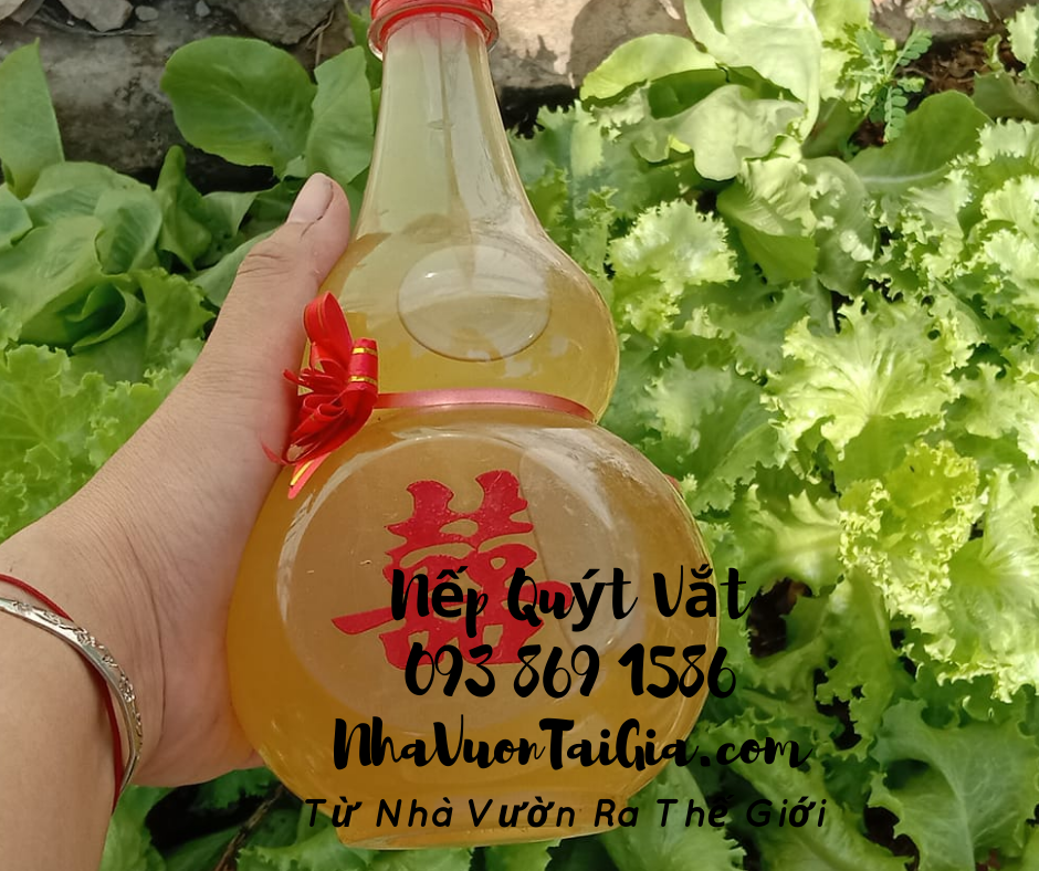 Nếp quýt vắt lên men quà tặng phụ nữ thanh xuân tỉnh thức