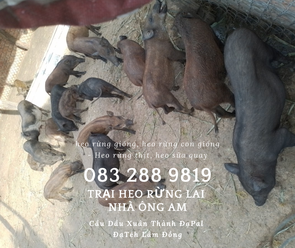 Kỹ thuật nuôi heo rừng, lợn rừng lai  hiệu quả