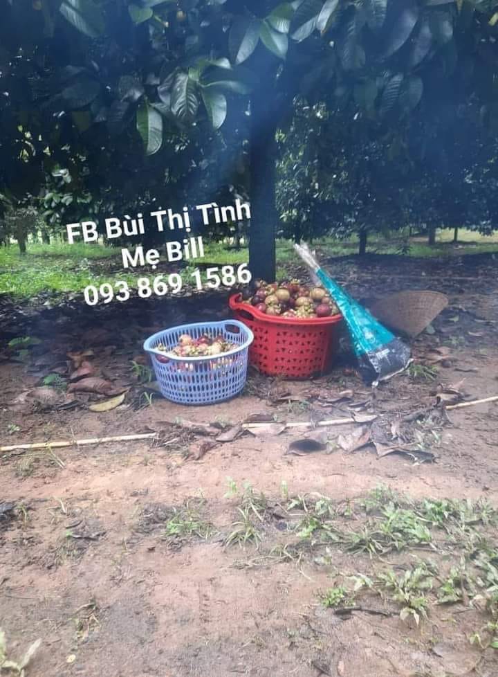 Mua Măng cụt hữu cơ TPHCM Facebook Bùi Thị Tình Mẹ Bill Mua Măng cụt hữu cơ TPHCM Facebook Bùi Thị Tình Mẹ Bill