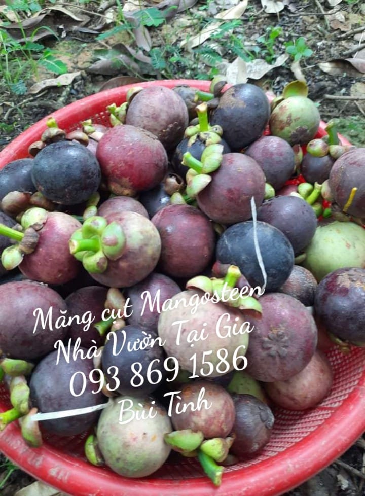 Mua Măng cụt hữu cơ TPHCM Facebook Bùi Thị Tình Mẹ Bill