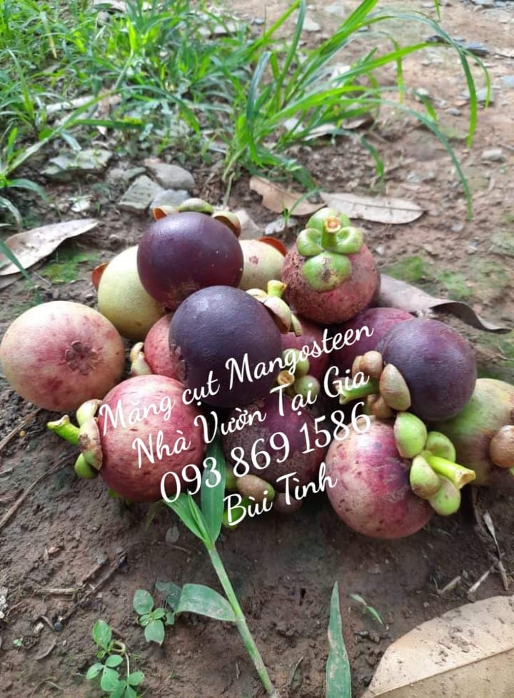 Mua Măng cụt hữu cơ TPHCM Facebook Bùi Thị Tình Mẹ Bill Mua Măng cụt hữu cơ TPHCM Facebook Bùi Thị Tình Mẹ Bill