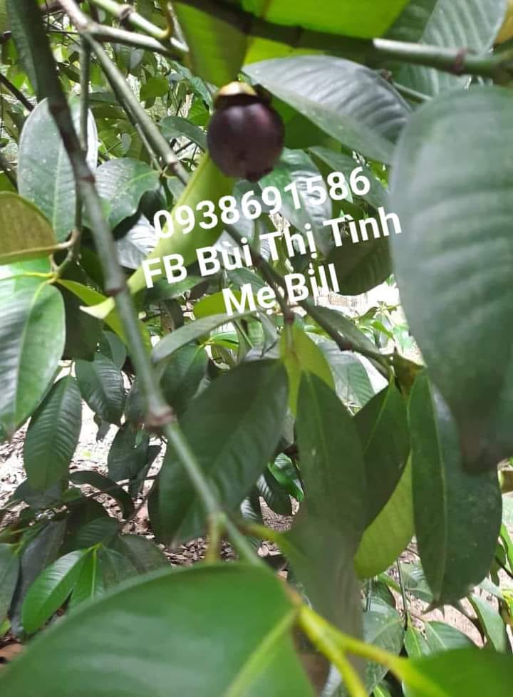 Mua Măng cụt hữu cơ TPHCM Facebook Bùi Thị Tình Mẹ Bill Mua Măng cụt hữu cơ TPHCM Facebook Bùi Thị Tình Mẹ Bill