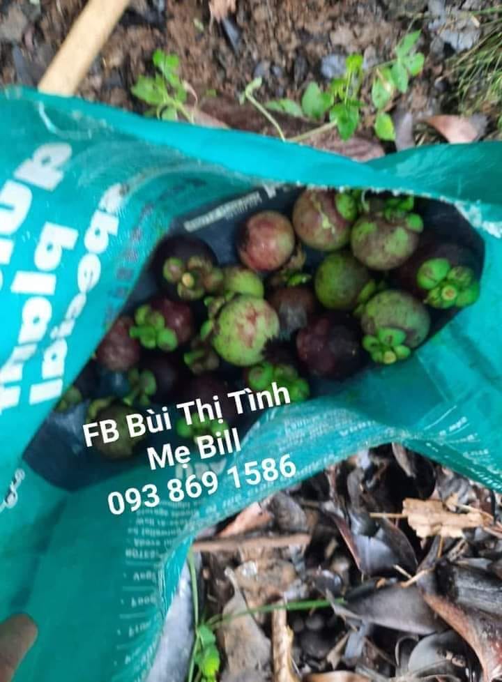 Mua Măng cụt hữu cơ TPHCM Facebook Bùi Thị Tình Mẹ Bill