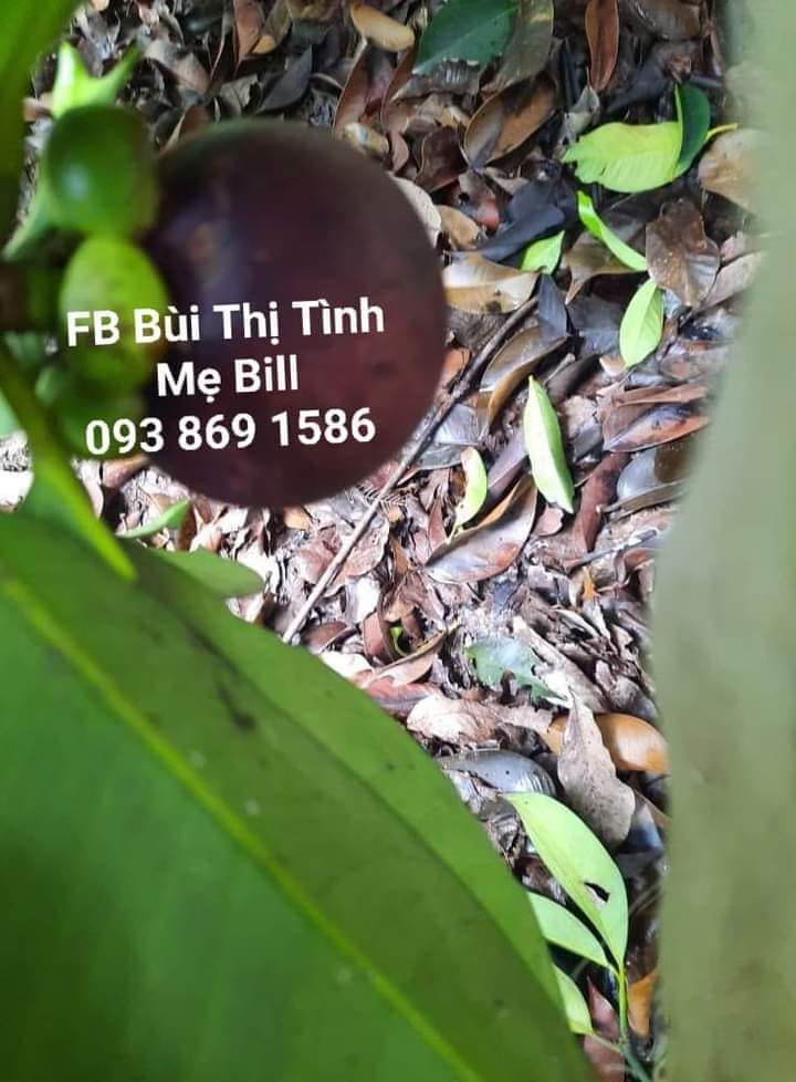 Mua Măng cụt hữu cơ TPHCM Facebook Bùi Thị Tình Mẹ Bill Mua Măng cụt hữu cơ TPHCM Facebook Bùi Thị Tình Mẹ Bill