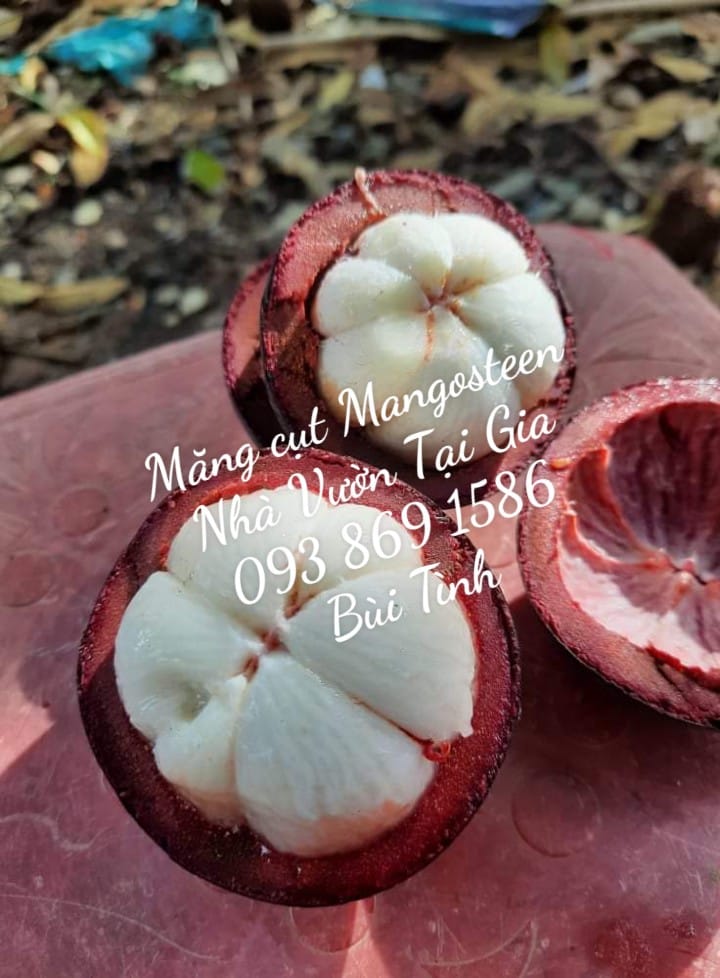 Mua Măng cụt hữu cơ TPHCM Facebook Bùi Thị Tình Mẹ Bill Mua Măng cụt hữu cơ TPHCM Facebook Bùi Thị Tình Mẹ Bill