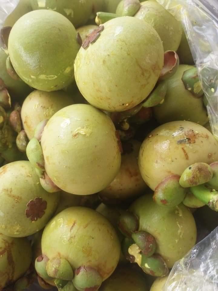 Giá măng cụt tại Thành Phố Hồ Chí Minh Trái măng cụt xanh làm gỏi gà măng cụt