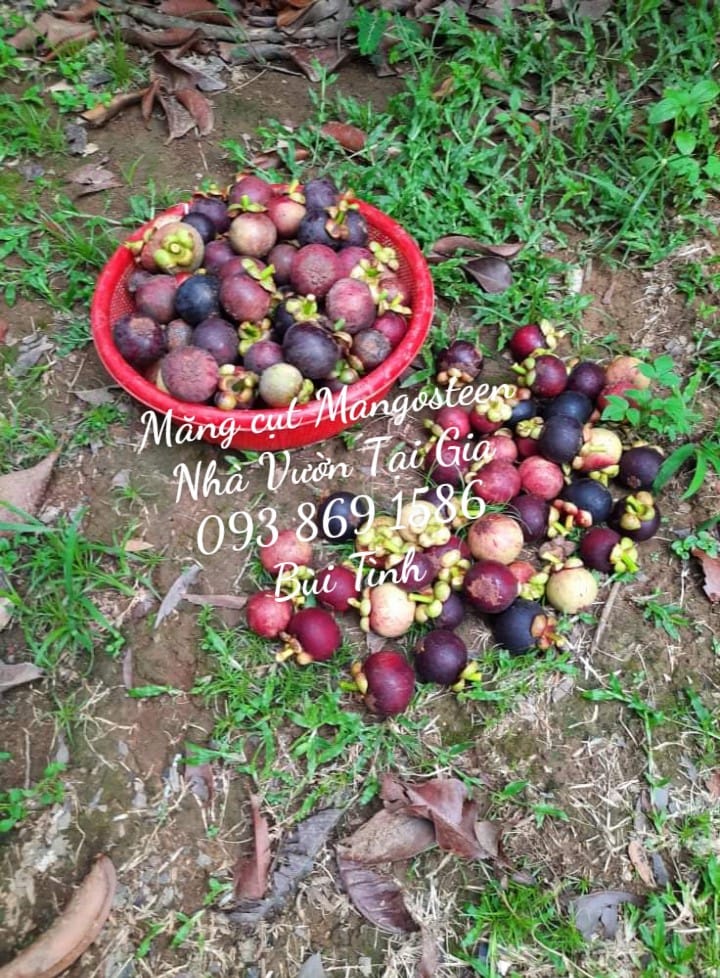 Giá măng cụt tại Thành Phố Hồ Chí Minh Trái măng cụt xanh làm gỏi gà măng cụt
