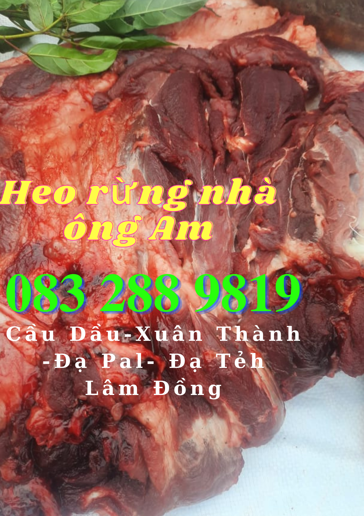 Giá heo rừng lai F1, heo con giống, heo thịt làm heo quay