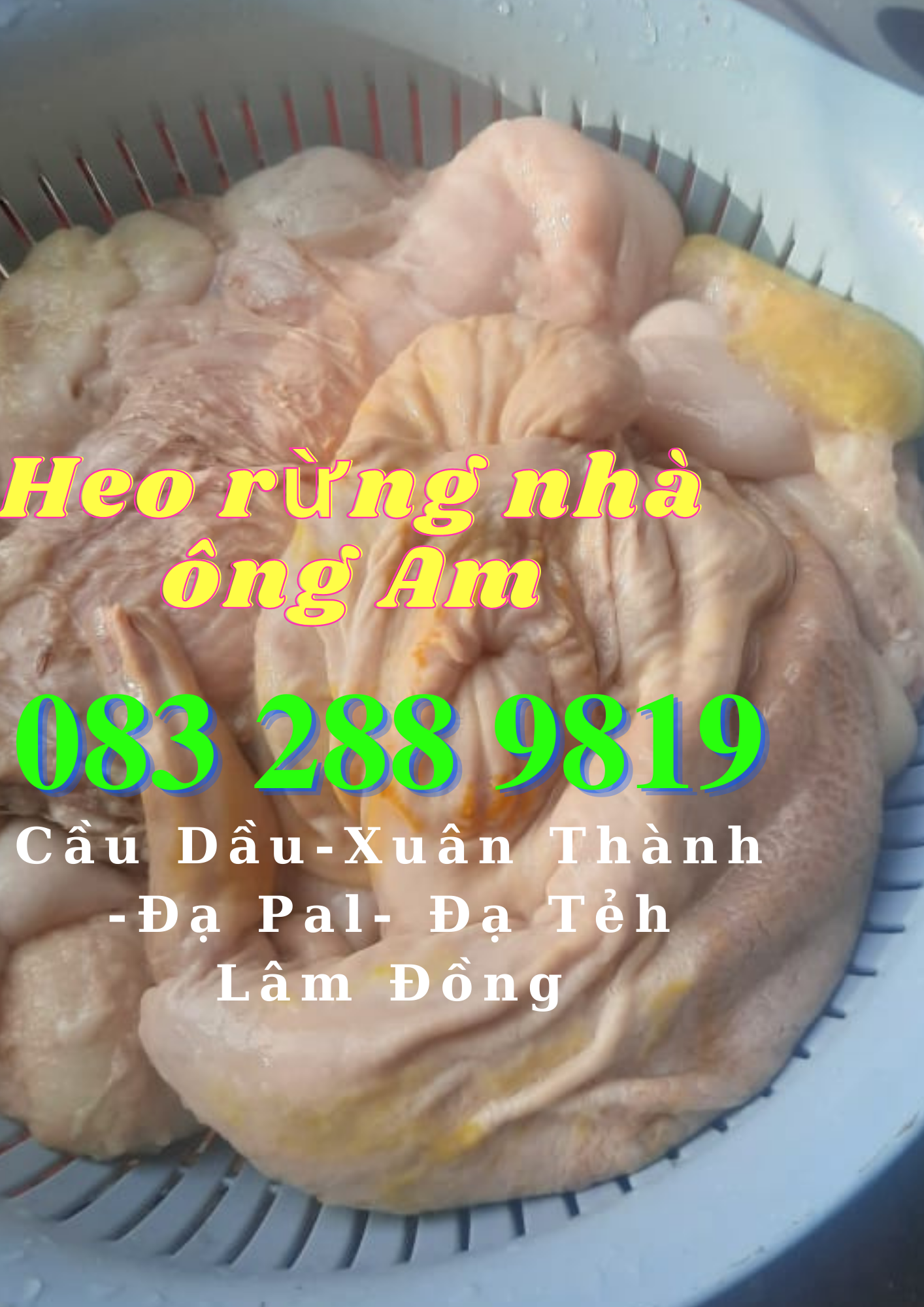 Giá heo rừng lai F1, heo con giống, heo thịt làm heo quay