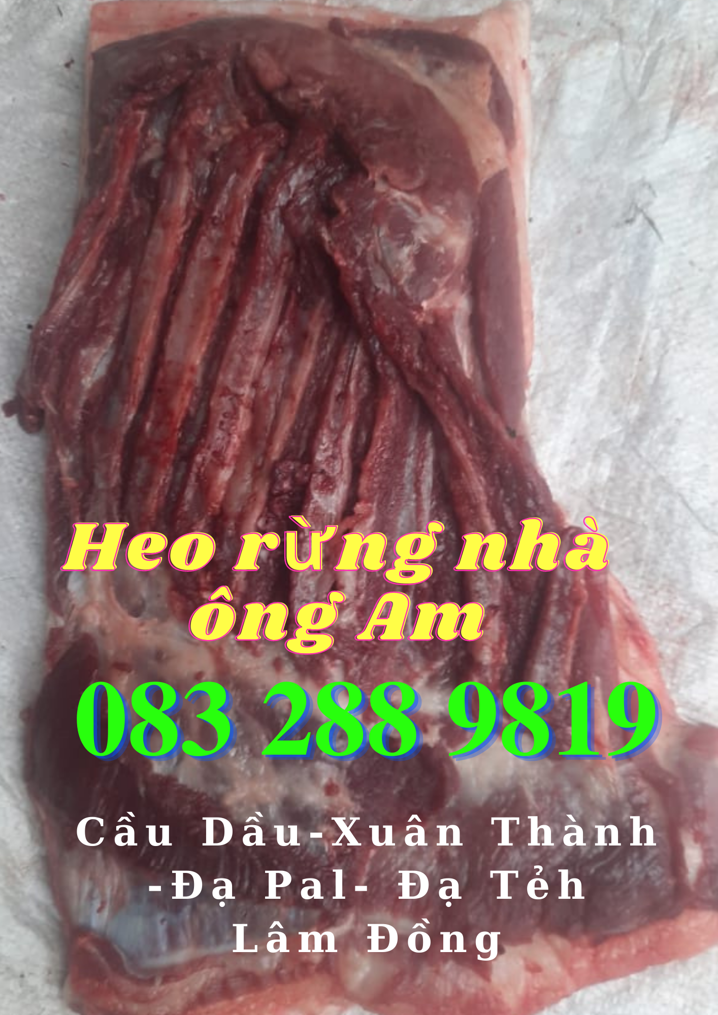 Giá heo rừng lai F1, heo con giống, heo thịt làm heo quay