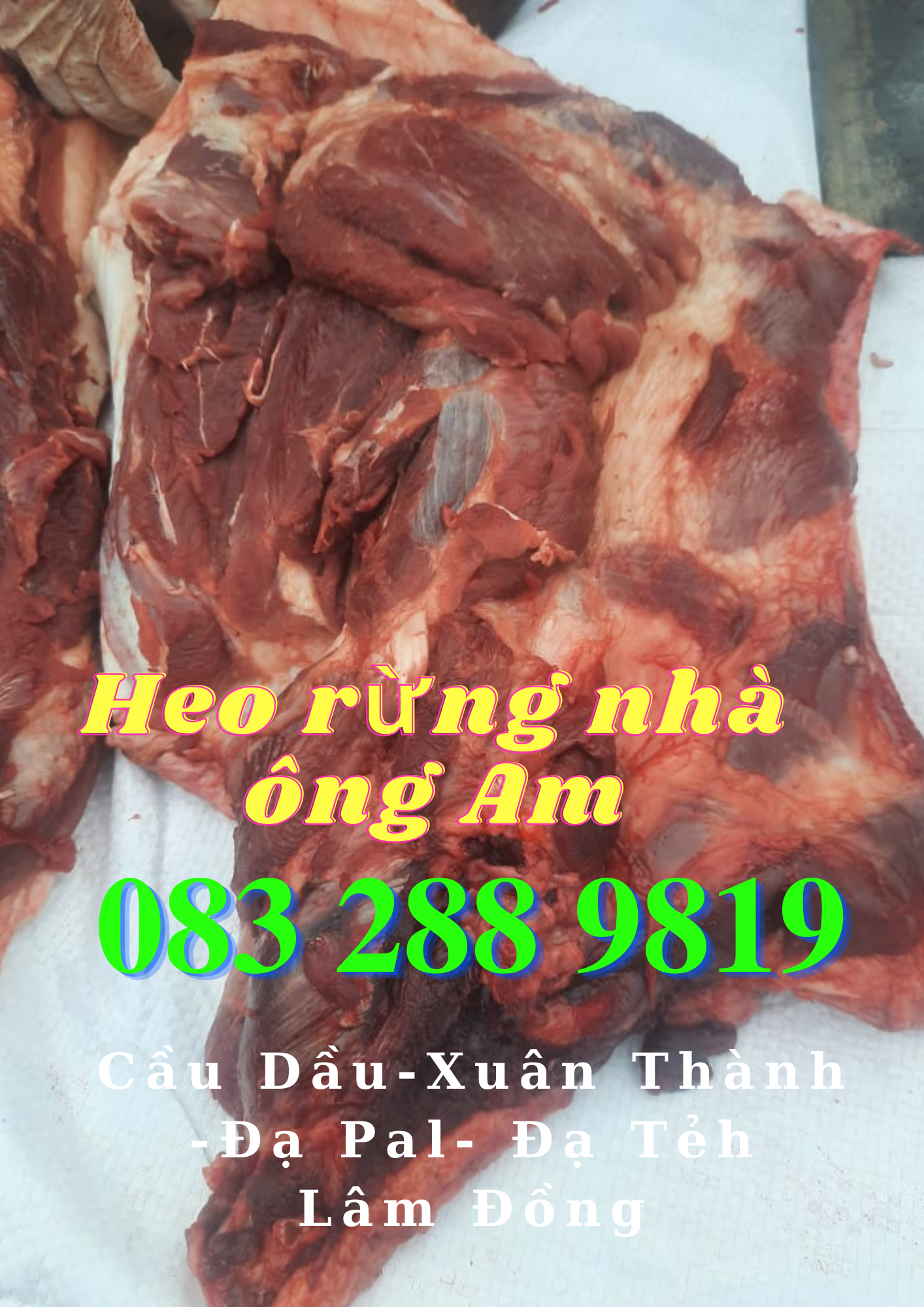 Giá heo rừng lai F1, heo con giống, heo thịt làm heo quay