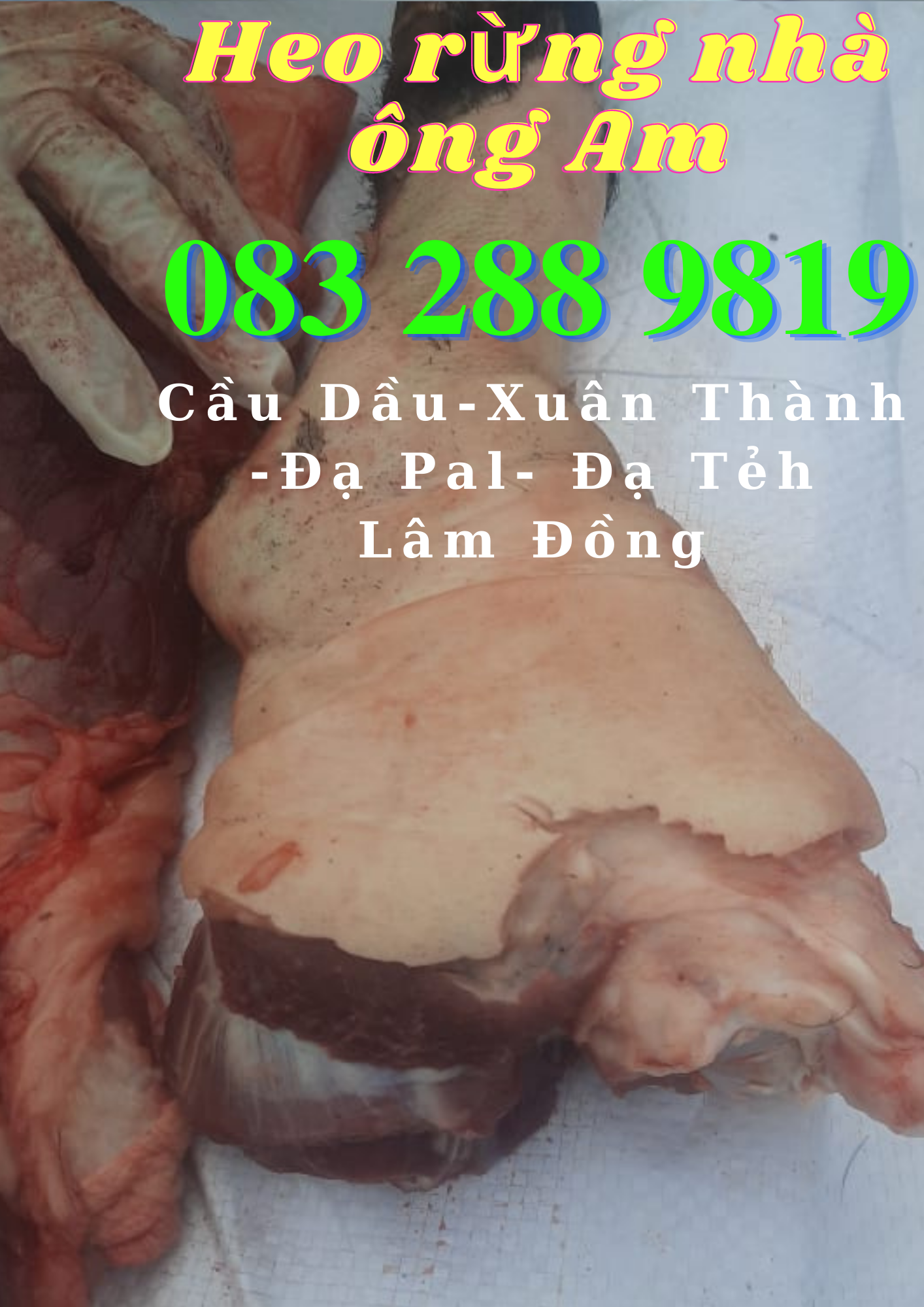 Giá heo rừng lai F1, heo con giống, heo thịt làm heo quay