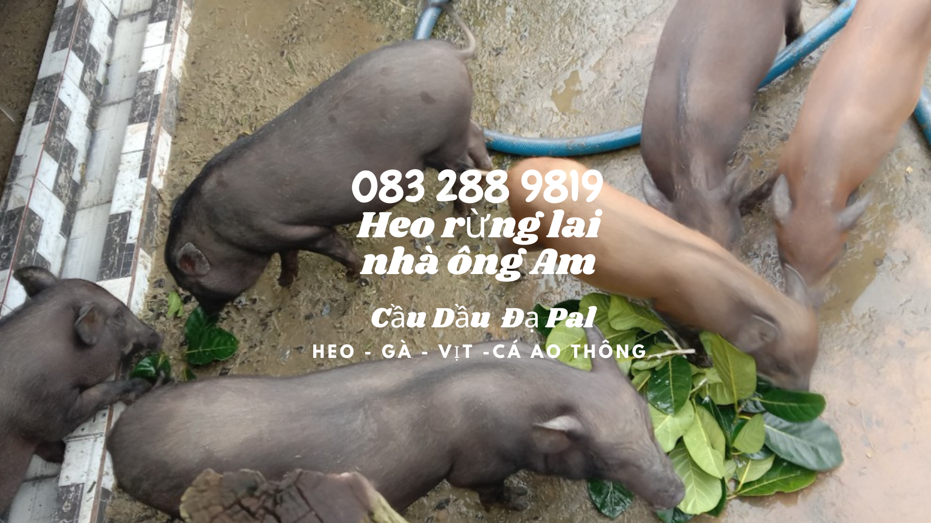 Giá heo rừng lai F1, heo con giống, heo thịt làm heo quay
