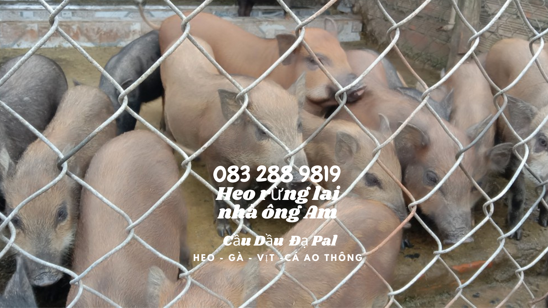 Giá heo rừng lai F1, heo con giống, heo thịt làm heo quay