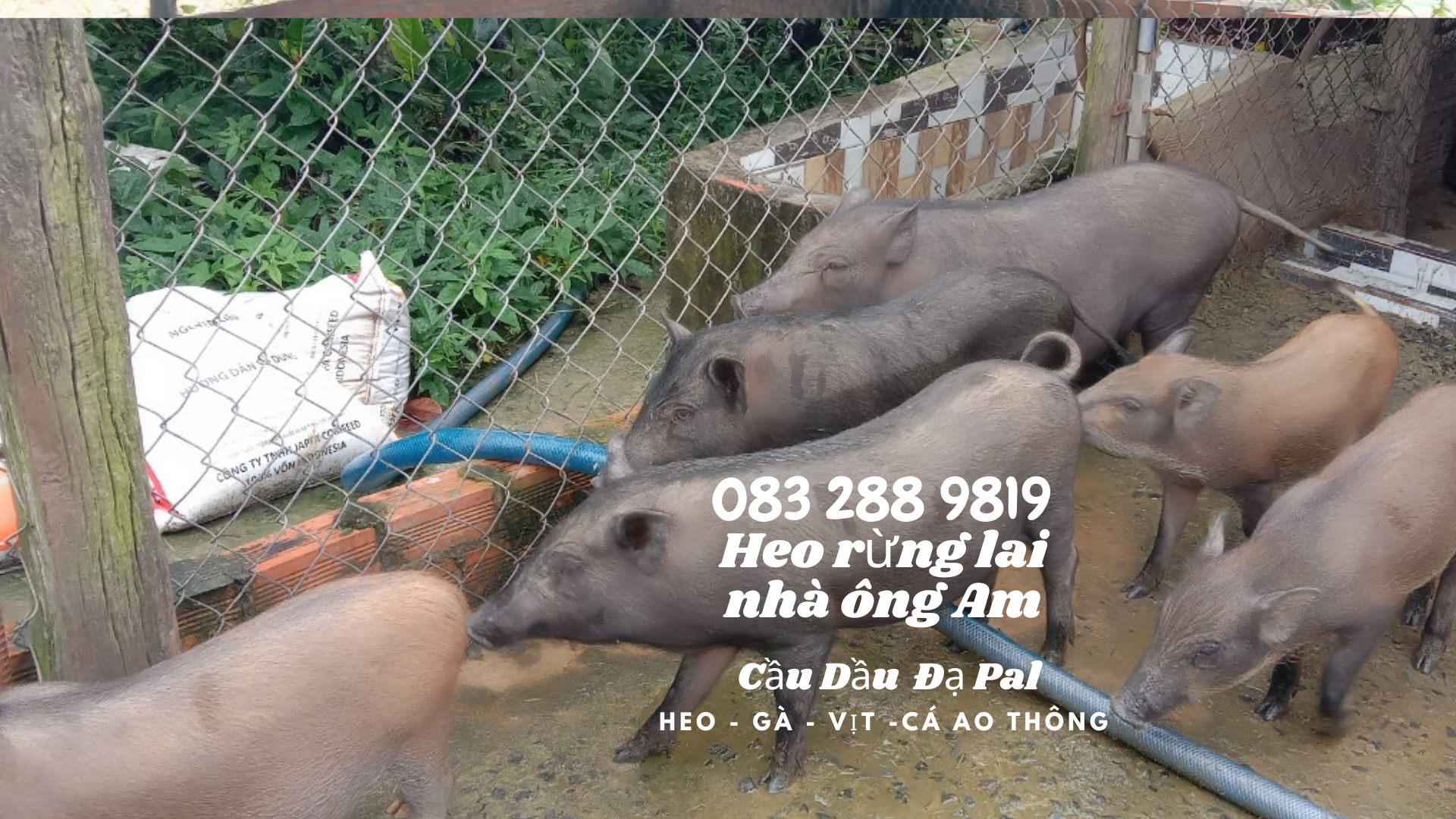 Giá heo rừng lai F1, heo con giống, heo thịt làm heo quay