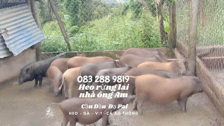 Đặc sản Đạ Tẻh Lâm Đồng quà tặng đặc sản từ Nhà Vườn Tại Gia Đặc sản Đạ Tẻh Lâm Đồng quà tặng đặc sản từ Nhà Vườn Tại Gia