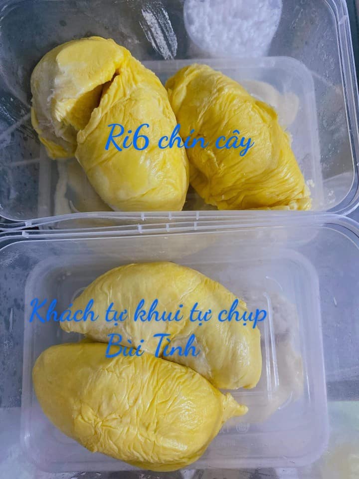 Sầu Riêng Ri6 rụng chín cây giá sầu riêng ri6 hôm nay